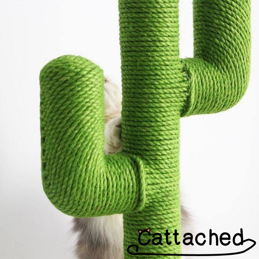 Cat Cactus Scratching