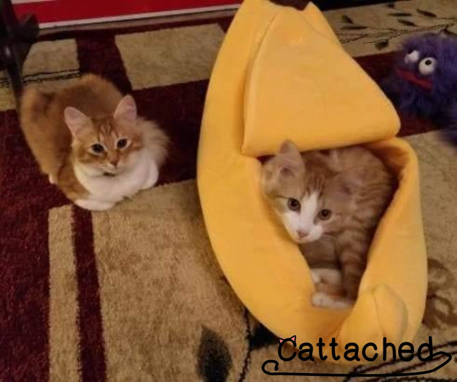 KittyPeel™ - Cat Banana Bungalow - Cat Caboodle